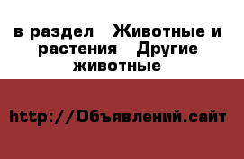  в раздел : Животные и растения » Другие животные 